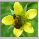 Byturus ochraceus - Kaefer 02.jpg